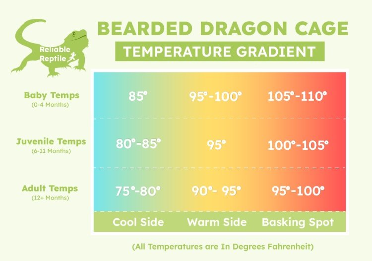 Adjusting the basking temperature for bearded dragons in hot weather - The  Partridge Practices