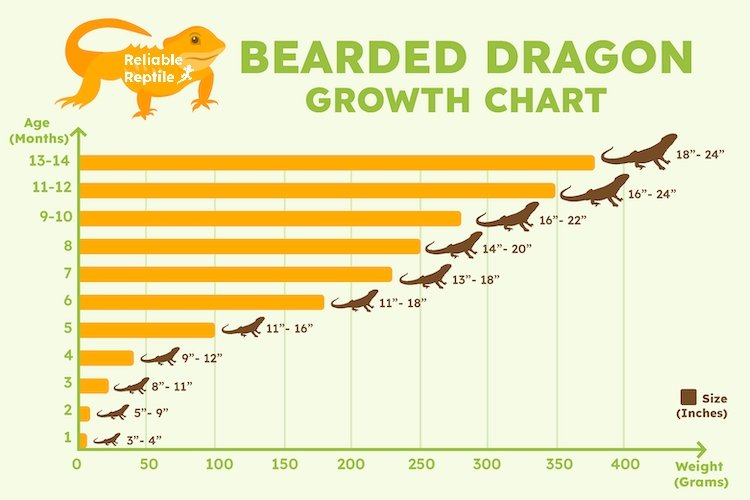 How Big Do Bearded Dragons Get? (Size And Growth Charts)
